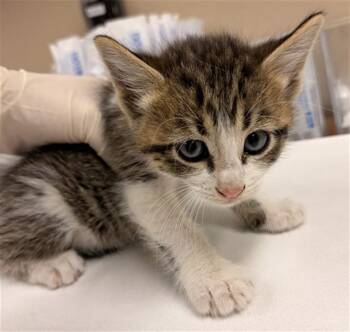 Domestic Short Hair Cats Available for Adoption in Rancho Cucamonga, California - RIGHT SHAVE | PetCurious