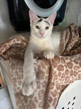 Rescue Domestic Short Hair Cats for Adoption in Hampton, Virginia - Peyton | PetCurious