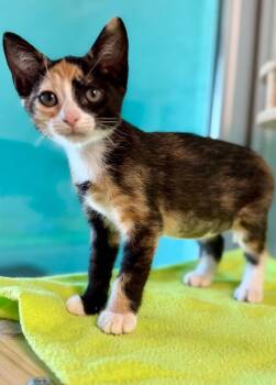 Broccoli Cheese -  Domestic Short Hair Cat for Adoption in Cape Coral, Florida - Broccoli Cheese | PetCurious