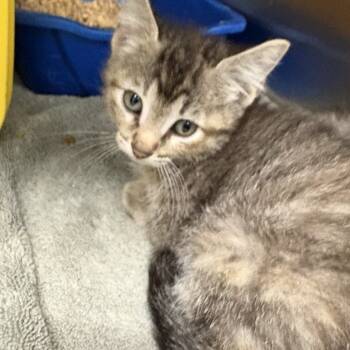 Rescue Domestic Medium Hair Cats for Adoption in Garden City, Kansas - Amora | PetCurious