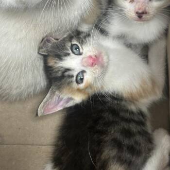 Caraxes -  Domestic Short Hair Cat for Adoption in Philadelphia, Pennsylvania - Caraxes | PetCurious