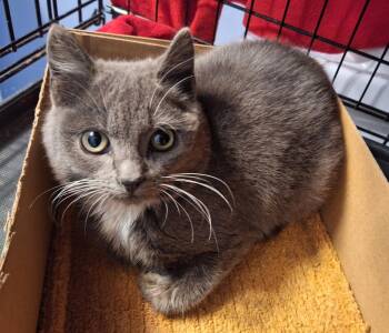 Domestic Medium Hair Cats Available for Adoption - Darcy | PetCurious