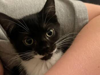 Pepper -  Domestic Short Hair Cat for Adoption in Mayfield, New York - Pepper | PetCurious