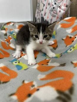 Sterling -  Tabby Cat for Adoption in Parlier, California - Sterling | PetCurious