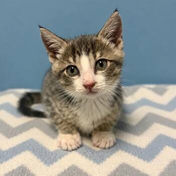Chevron -  Domestic Short Hair Cat for Adoption in Brownsboro, Alabama - Chevron | PetCurious