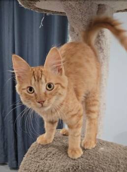 Rescue Domestic Medium Hair Cats for Adoption in Silverton, Oregon - Merlot | PetCurious