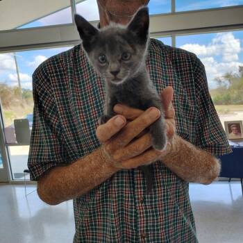 Rescue Domestic Short Hair Cats for Adoption in Huntsville, Texas - Nugget | PetCurious