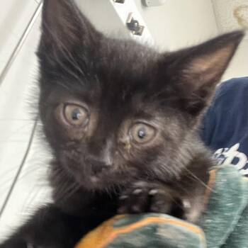 Hisoka -  Domestic Short Hair Cat for Adoption in Philadelphia, Pennsylvania - Hisoka | PetCurious
