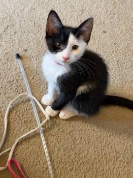Patch -  Domestic Short Hair Cat for Adoption in Pasco, Washington - Patch | PetCurious