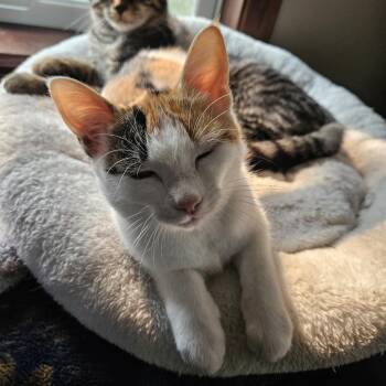 Skibidi--In Foster -  Domestic Short Hair Cat for Adoption in Fargo, North Dakota - Skibidi--In Foster | PetCurious