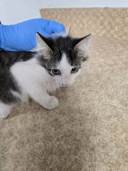 Rescue Domestic Short Hair Cats for Adoption in Killeen, Texas - CANDY CORN | PetCurious