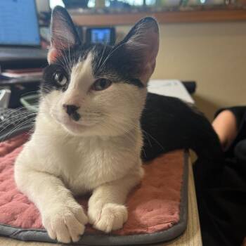 Salt -  Domestic Short Hair Cat for Adoption - Salt | PetCurious