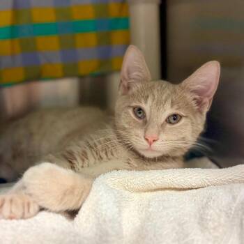 Bert -  Domestic Short Hair Cat for Adoption in Hendersonville, North Carolina - Bert | PetCurious