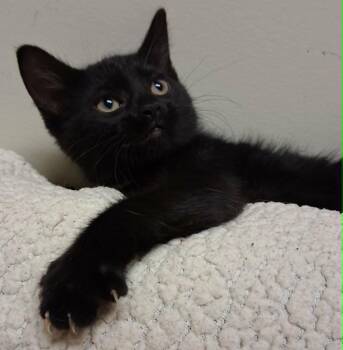 Whoopi -  Domestic Medium Hair Cat for Adoption in Fremont, Ohio - Whoopi | PetCurious