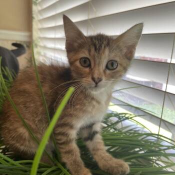 Mattie -  Domestic Short Hair Cat for Adoption in Prosper, Texas - Mattie | PetCurious