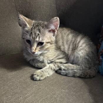 Cookie -  Domestic Short Hair Cat for Adoption in Hernando, Mississippi - Cookie | PetCurious