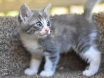 Twinkie -  Calico Cat for Adoption in Montgomery, Texas - Twinkie | PetCurious