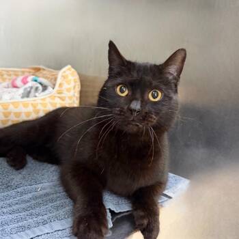 Domestic Short Hair Cats Available for Adoption - Guinness | PetCurious