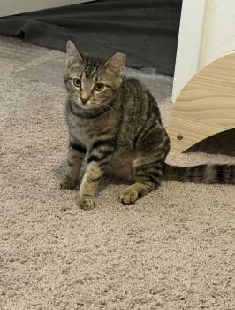 Domestic Short Hair Cats Available for Adoption - Java | PetCurious