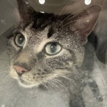 Bryce -  Domestic Short Hair Cat for Adoption in Des Moines, Iowa - Bryce | PetCurious