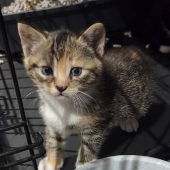 Blanche -  Domestic Short Hair Cat for Adoption in Dunellen, New Jersey - Blanche | PetCurious