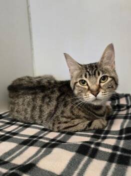 Rescue Domestic Short Hair Cats for Adoption in Woodstock, Illinois - Mushu | PetCurious