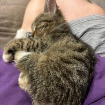 Sweetums Snugglepuff -  Domestic Short Hair Cat Available for Adoption in Valdosta, Georgia - Sweetums Snugglepuff | PetCurious