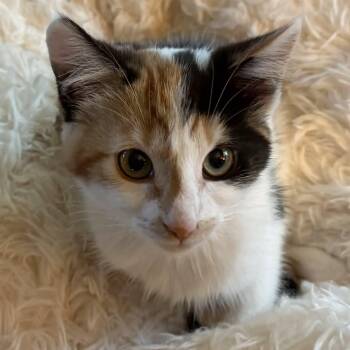 Peach (special needs- heart murmur) -  Calico Cat for Adoption in Hanson, Massachusetts - Peach (special Needs- Heart Murmur) | PetCurious