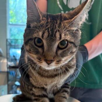 Tigger -  Domestic Short Hair Cat for Adoption in Huntington, West Virginia - Tigger | PetCurious