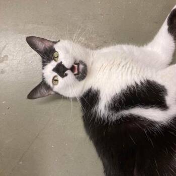 Grinny -  Domestic Short Hair Cat for Adoption in Kankakee, Illinois - Grinny | PetCurious