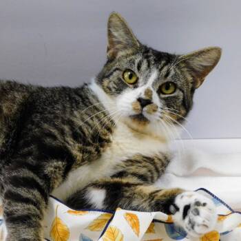 Rescue Domestic Short Hair Cats for Adoption in Canton, Illinois - Georgie | PetCurious