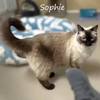 Siamese Cats Available for Adoption in Yucaipa, California - Sophie | PetCurious