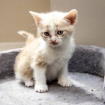 Trinidad -  Domestic Short Hair Cat for Adoption in Wichita, Kansas - Trinidad | PetCurious