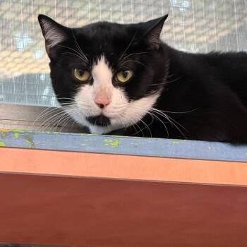 Squirrel Queen -  Domestic Short Hair Cat for Adoption in Austin, Texas - Squirrel Queen | PetCurious