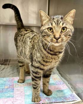 Domestic Short Hair Cats Available for Adoption - Zeus | PetCurious