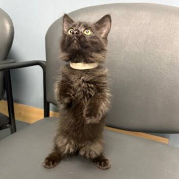 26-313 Violet(with Dash) -  Domestic Medium Hair and Maine Coon Cat for Adoption in North Branford, Connecticut - 26-313 Violet(with Dash) | PetCurious