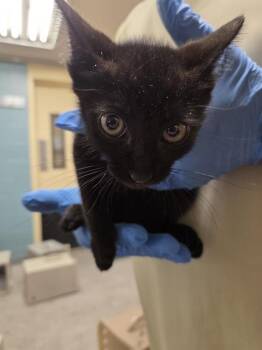 COSMO -  Domestic Short Hair Cat for Adoption in Kent, Washington - COSMO | PetCurious