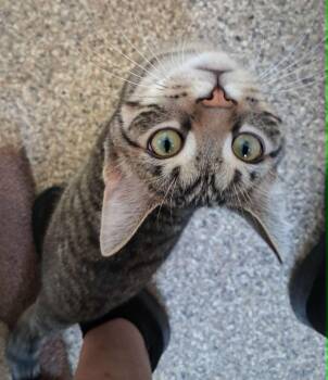 Domestic Short Hair Cats Available for Adoption in Fremont, Ohio - Toblerone | PetCurious