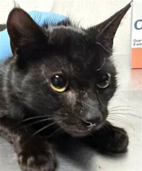 Domestic Short Hair Cats Available for Adoption in San Bernardino, California - TOBY | PetCurious