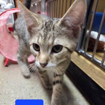 Ares -  Domestic Short Hair Cat for Adoption in Buffalo, New York - Ares | PetCurious