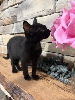 Pepper -  Domestic Short Hair Cat for Adoption in Orlando, Florida - Pepper | PetCurious