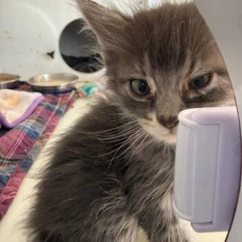 Domestic Short Hair Cats Available for Adoption in Kanab, Utah - Trident | PetCurious