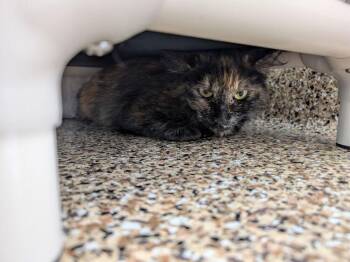 Domestic Long Hair and Domestic Short Hair Cats Available for Adoption in Oakdale, California - Trinity | PetCurious