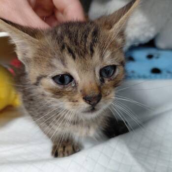 Domestic Short Hair Cats Available for Adoption in Springtown, Texas - Aston | PetCurious