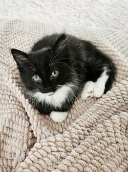 BELLA-ready in August. -  Domestic Short Hair and Domestic Long Hair Cat for Adoption in Glen Raven, North Carolina - BELLA-ready In August. | PetCurious