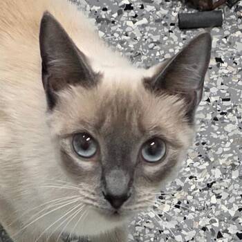 Snowflake -  Domestic Short Hair Cat for Adoption in Gainesville, Florida - Snowflake | PetCurious