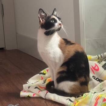 Catherine Wuthering Heights -  Calico and Domestic Short Hair Cat for Adoption in Friendswood, Texas - Catherine Wuthering Heights | PetCurious
