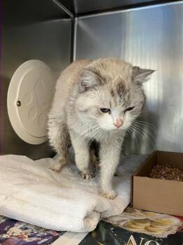 Domestic Short Hair and Persian Cats Available for Adoption - TEASER | PetCurious