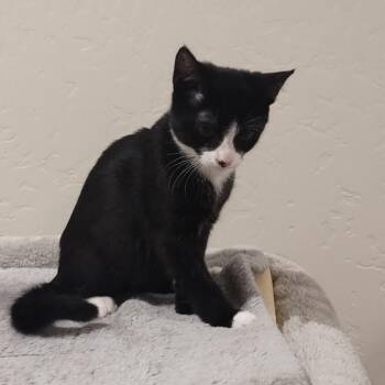 Tuxedo Cats Available for Adoption in Prescott, Arizona - Fria – A Little Tuxedo With A Big Voice And An Even Bigger Heart | PetCurious