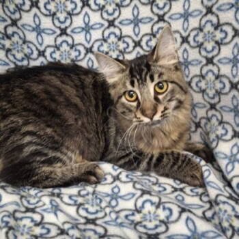 Rescue Domestic Long Hair Cats for Adoption in Lake City, Michigan - 6752 (Pedro) | PetCurious